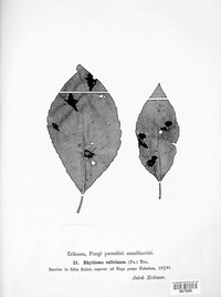 Rhytisma salicinum image